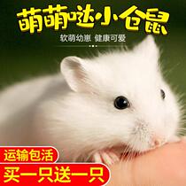 Live animal pet pair of milk tea rat live animal Golden silk bear Hamster bear live animal vaccine Male and female send cage baby