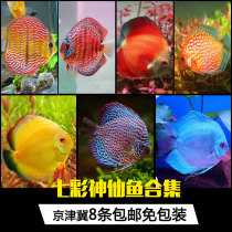 f1 Pigeon Red Lid Red Ailian Kaopard Dot Heather Blue Yellow Lid Blue Pine Stone Fish Seven Colorful Gods Fairy tropical fish
