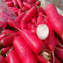 5kg of fresh red skin white heart water radish pickles Pickles raw type radish farmers self-planted now found