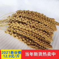 Grain ears natural grain ears yellow grain ears millet ears parrot birds snack hamster cage landscape decoration photographic miscellaneous grain ears