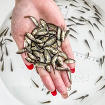 High-quality crucian fry in the middle of coe 5 engineering crucian xiangyun crucian high back crucian carp freshwater cultured living grass carp carp