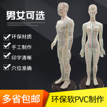 Chinese medicine acupuncture acupoint map human model 50cm male and female model clear Meridian small human acupuncture acupoint model