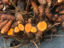 Guangxi fresh and small yellow ginger farmhouse planting now dig with box 1 catty not spicy