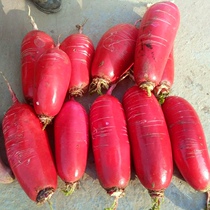 (Chang Fa) 5kg of farm fresh and now dug fruit specialty sweet crispy red white meat radish