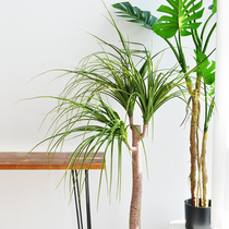 (Nine Thoughts) simulation of plant tree tropical green planting wine bottle Lan shop window display living-room floor decoration art307