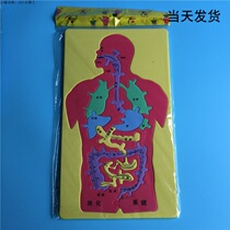 Childrens educational toys Human digestive system viscera puzzle eva model hands-on brain creative puzzle