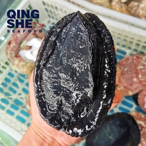 New Zealand imported fresh Wild Black Gold Abalone Deep Sea Big Abalone Sashimi 450-500g