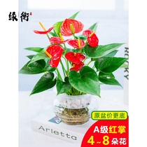 Hydroponic red palm potted white palm plant smooth sailing indoor lazy flower water breeding