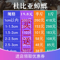 Dubiya cockroach breeding group larval lizard guard turtle dragon fish live bait feed Super cherry cricket