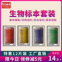baee microscope accessories Biological observation slice specimen set Animal plant insect cell slide experiment