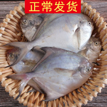 (Normal hair) 3 Jin 168 yuan White Pomfret 1 jin 4 flat fish silver pomfret big Pomfret fresh seafood live frozen