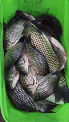 目前看来威联盟鱼竿质量怎么样,好不好用?是不是杂牌的鱼竿?