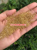 DIY beads sewn clothes rice beads 2mm silver heart light golden rice beads handmade material jewelry golden glass beads