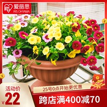 Japan Alice IRIS plastic flower pot cup flower pot Alice imitation ceramic creative two-piece flower pot