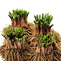 Now Dig leeks Seedlings Purple Red Roots Large Wide Leaves Balcony Species Vegetable Season Potted Small Leafy larch leeks Vegetable Fry 100 Root