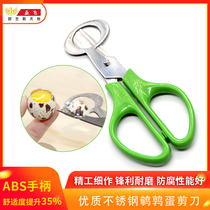 Stainless steel quail egg cutting bird egg scissors egg cutter omelet cutting egg egg bird egg cutting thread
