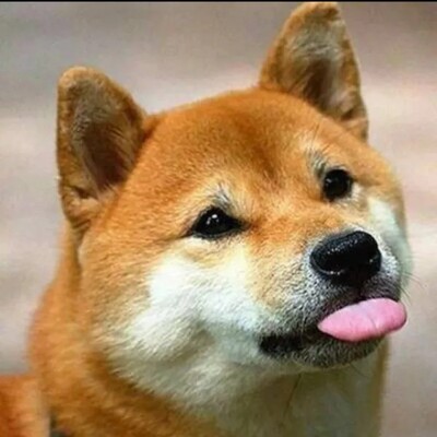 实物跟图片一样,身高160,体重52,尺码合适,下水不掉色,店家发货速度很快,客服服务态度很好,赞赞赞~好红红火火恍恍惚惚呵呵哈哈哈好红红火火恍恍惚惚呵呵哈哈哈好红红火火恍恍惚惚呵呵哈哈哈好红红火火恍恍惚惚呵呵哈哈哈好红红火火恍恍惚惚呵呵哈哈哈好红红火火恍恍惚惚呵呵哈哈哈 实物跟图片一样,身高160,体重52,尺码合适,下水不掉色,店家发货速度很快,客服服务态度很好,赞赞赞~好红红火火恍恍惚惚呵呵哈哈哈好红红火火恍恍惚惚呵呵哈哈哈好红红火火恍恍惚惚呵呵哈哈哈好红红火火恍恍惚惚呵呵哈哈哈好红红火火恍恍惚惚呵呵哈哈哈好红红火火恍恍惚惚呵呵哈哈哈