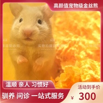 Golden silk bear live honey color series adorable pet domestic bun face relatives to get started