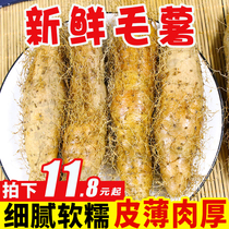 Pure fragrant fruit fresh sweet potato fresh sand sweet potato farmhouse self-planted 5kg sweet potato seasonal sweet potato whole box 10