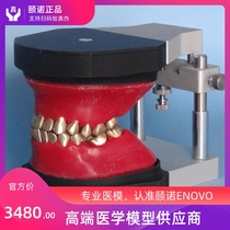 ENOVO Yinuo orthodontic model Typodont arch wire correction Dental Orthodontic simulation teaching training straight