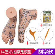 Clear lettering foot acupoint teaching model foot model point massage acupoint plantar reflex area model