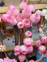 Ground rose succulent old pile package column Qunsheng Mountain Jinshan powder Yerro peach wine yellow cup egg fairy peach