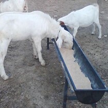 19 Water tank water buffalo feed box thickened plastic duck feed for cattle and sheep fasting tank equipment deer colonization