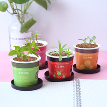 Creative Small Plant Green Planting Creative Mini Potted Green DIY Cultivation Nursery School Students Prizes Small Farm