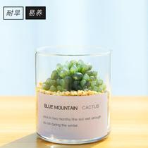 Rain Dew Reticulated Grass Dorm Room Jade Dew With Potted Car Eye Care University Students Desktop Multimeat Botanical Cactus