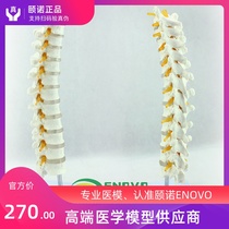 ENOVO Medicine 1:1 Human thoracic spine model Spine lumbar spine spine orthopedic bone model