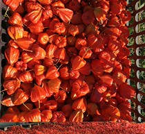 (red girl with box 2 catties) Northeastern fresh fruit mountain girl lantern fruit bitter mushroom lady vegetables