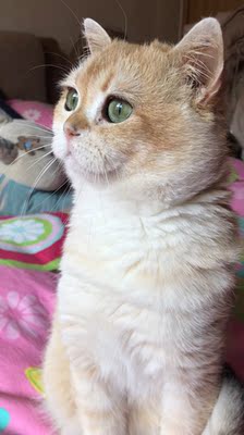 当大家看到我的这一篇评价时，表示我对产品是认可的，尽管我此刻的评论是复制粘贴的。这一方面是为了肯定商家的服务，另一方面是为了节省自己的时间，因为差评我会直接说为什么的。所以大家就当做是产品质量合格的意思来看就行了。最后祝店家越做越好，大家幸福平安，中华民族繁荣昌盛。