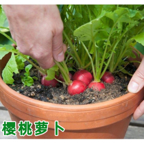 Cherry radish seed seed small red fruit radish seed seed summer autumn sowing Four Seasons balcony potted vegetable