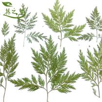 Tang Song Grass Artemisia Artemisiae Chidori leaves Wind boat ge Pansy branches and leaves White star grass foxtail grass charged flowers dried flowers diy material