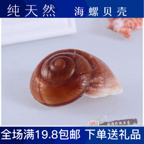 Bread snail natural shell conch sea star hermit crab roll fish special wedding platform Fish Tank Aquarium