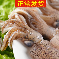 (Regular hair) 3 Jin 138 yuan fresh seafood pen pipe fish sea rabbit fish squid cuttlefish squid hot pot small squid