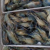 2 Jin Roche Marsh Shrimp Large head Shrimp Fresh Live Shrimp Quick-frozen Seafood Barbecue Freshwater River Shrimp Large Shrimp