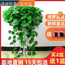 Green Luo potted long Vine indoor hydroponic good hanging in addition to formaldehyde big leaf green plant large basin green basket flower hanging