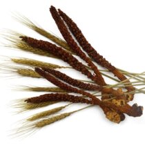 Changbai Mountain Wild Unold Grass Cistanche Mens Nourishing Wine Wine Material Northeast Special Products Guohua Shenye Huichuangcao Sunyang