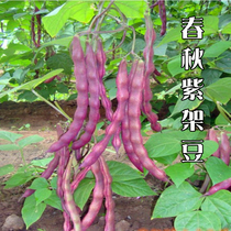 Purple kidney bean seed purple bean seed bean seed bean carob cowpea spring and autumn green bean vegetable seed planting