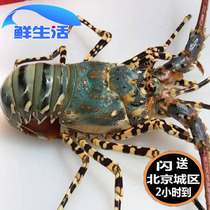 2-4 2-4 catties of two catties to make Australian live lobster Qinglong flower dragon live lobster seafood aquatic products