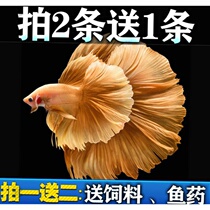 Tropical fish fighting fish ponytail candy Thai Lion King mother fish boutique General live watching half moon small ears big