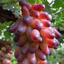 Grape raisins 8 pounds of beauty refers to the Shacheng region sweet and sour taste delicious and good-looking Beijing Tianjin and Hebei