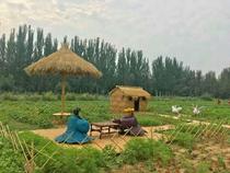 Straw basket hay dry straw Scarecrow straw handicraft straw animal grass Sheep grass pig can do modeling park