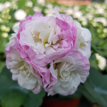 New geranium potted flower seedlings double petals Four Seasons large pollen bowl upright hanging indoor and outdoor courtyard imported flowers