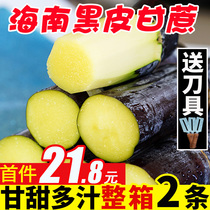 (Whole) Hainan black skin sugar cane specialty fruit fresh 2 whole roots in the season coarse cane sweet and juicy whole box