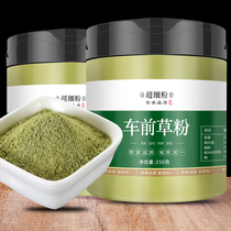 Plantain Powder Now Grinding Pure Ultra Fine Powder 500 gr Herbal Medicine Plantain Dried Goods Plantain Tea