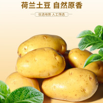 Farmhouse Dutch potatoes in the season fresh farmhouse potato potato potato yellow heart farm self-grown supplementary food 5kg