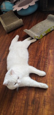 真的非常好,从里到外的好,我125的体重特别显瘦,并且质量也是杠杠的,发货速度也快到惊讶,双十一买的两天就到了,惊喜,包装也配合衣服颜色。喜欢,该厚的地方厚,该薄的地方薄,好好好 真的非常好,从里到外的好,我125的体重特别显瘦,并且质量也是杠杠的,发货速度也快到惊讶,双十一买的两天就到了,惊喜,包装也配合衣服颜色。喜欢,该厚的地方厚,该薄的地方薄,好好好