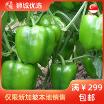 (Vegetable) green bell pepper 1kg Singapore local delivery